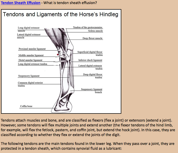 VET 2018 LAS Group E Lab 4 Equine Lameness How does one investigate